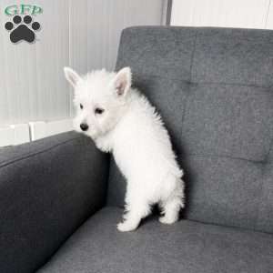 Monroo, West Highland Terrier Puppy